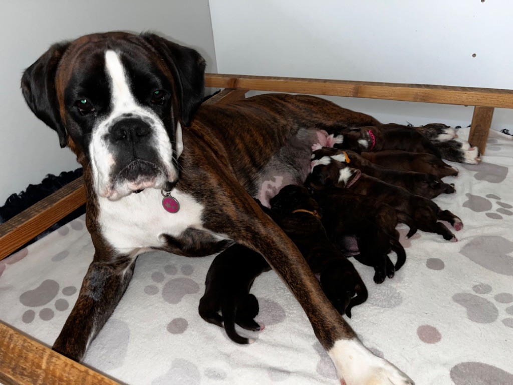 chiot Boxer Du Domaine De Bora