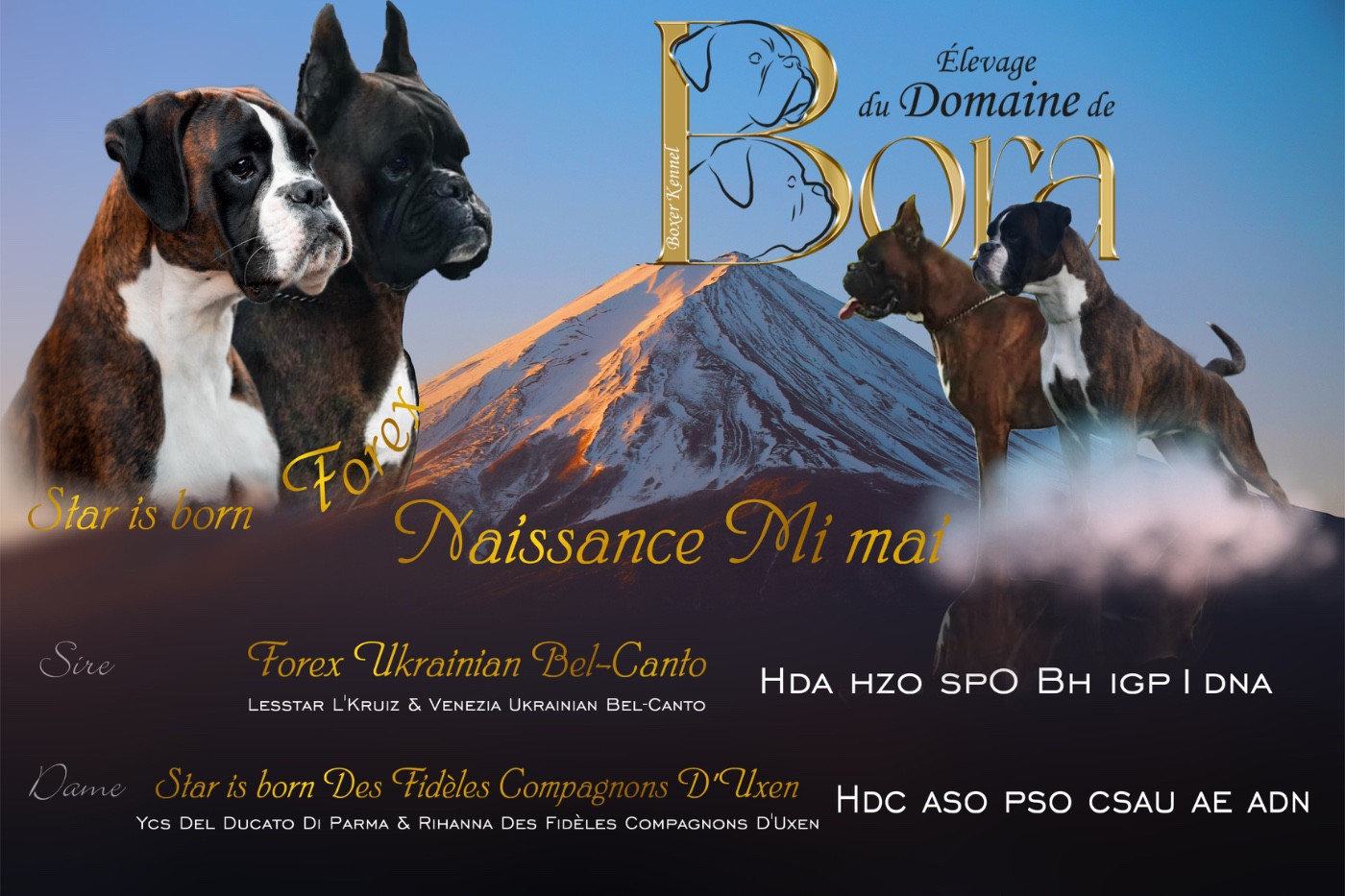 Portée 2024 ( V ) Star & Forex