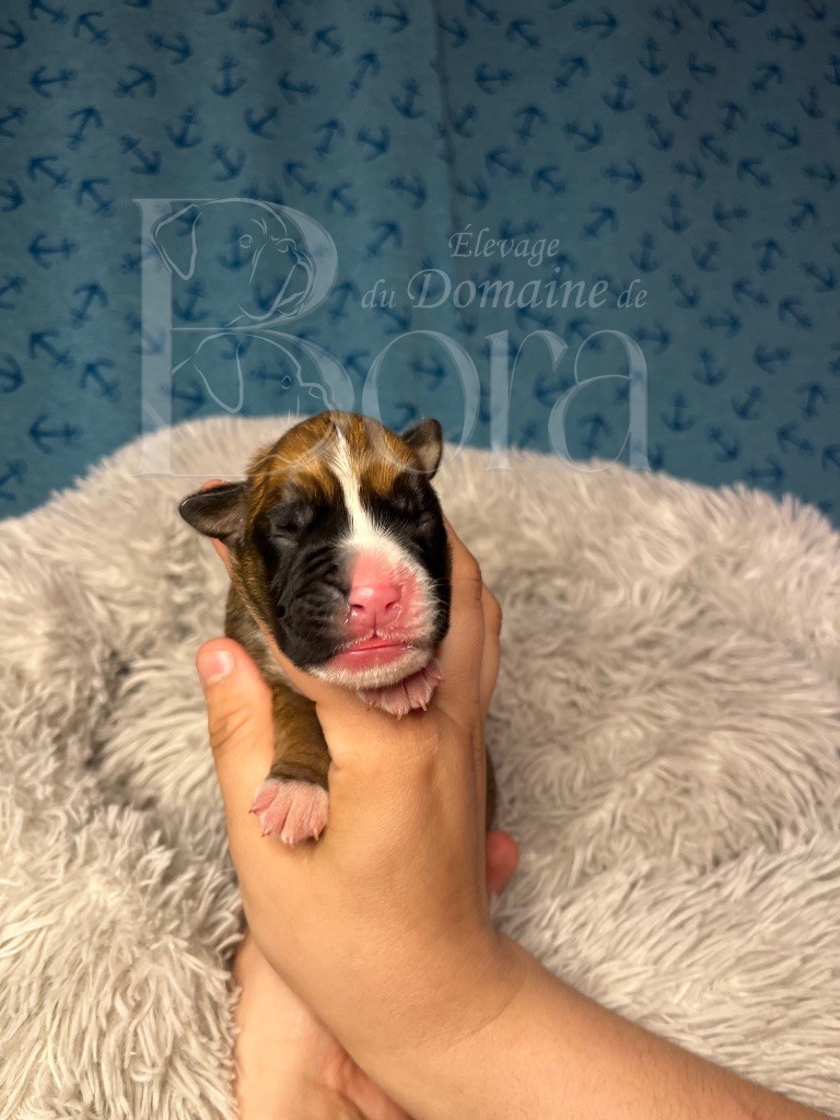 Du Domaine De Bora - Chiots disponibles - Boxer