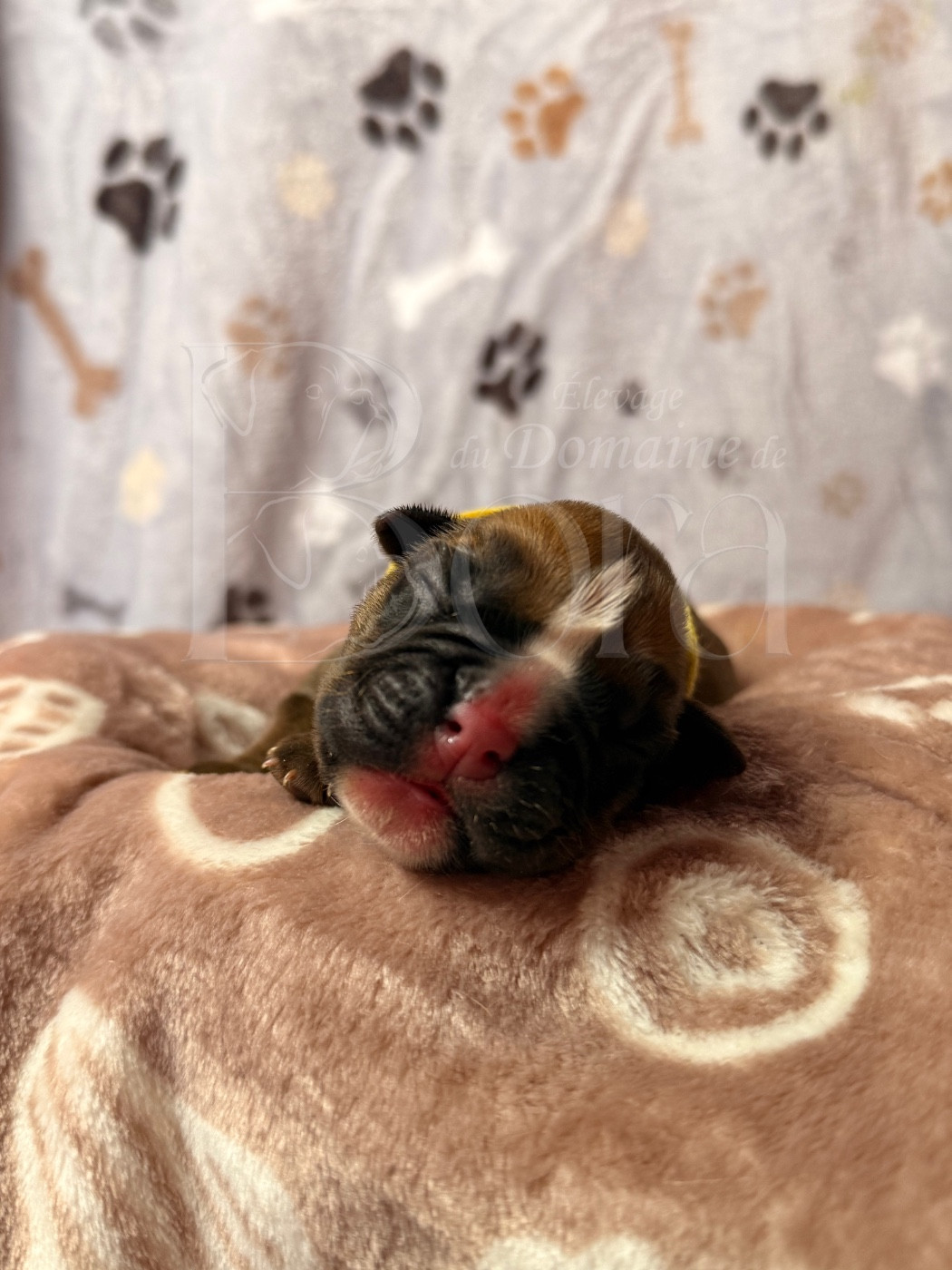 Du Domaine De Bora - Chiots disponibles - Boxer