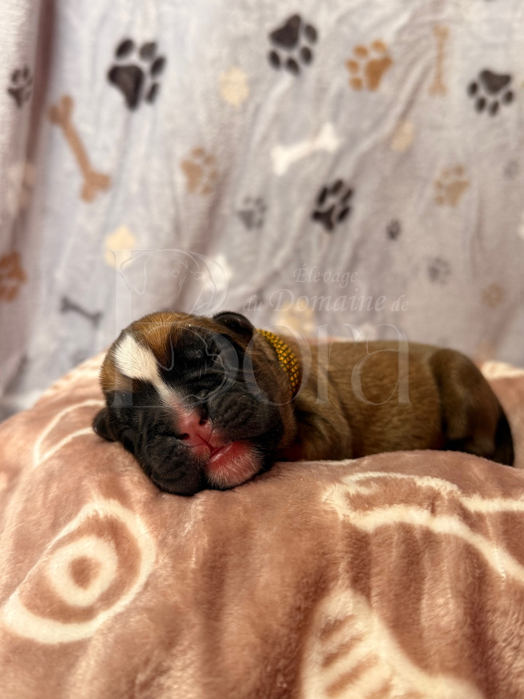 Du Domaine De Bora - Chiots disponibles - Boxer