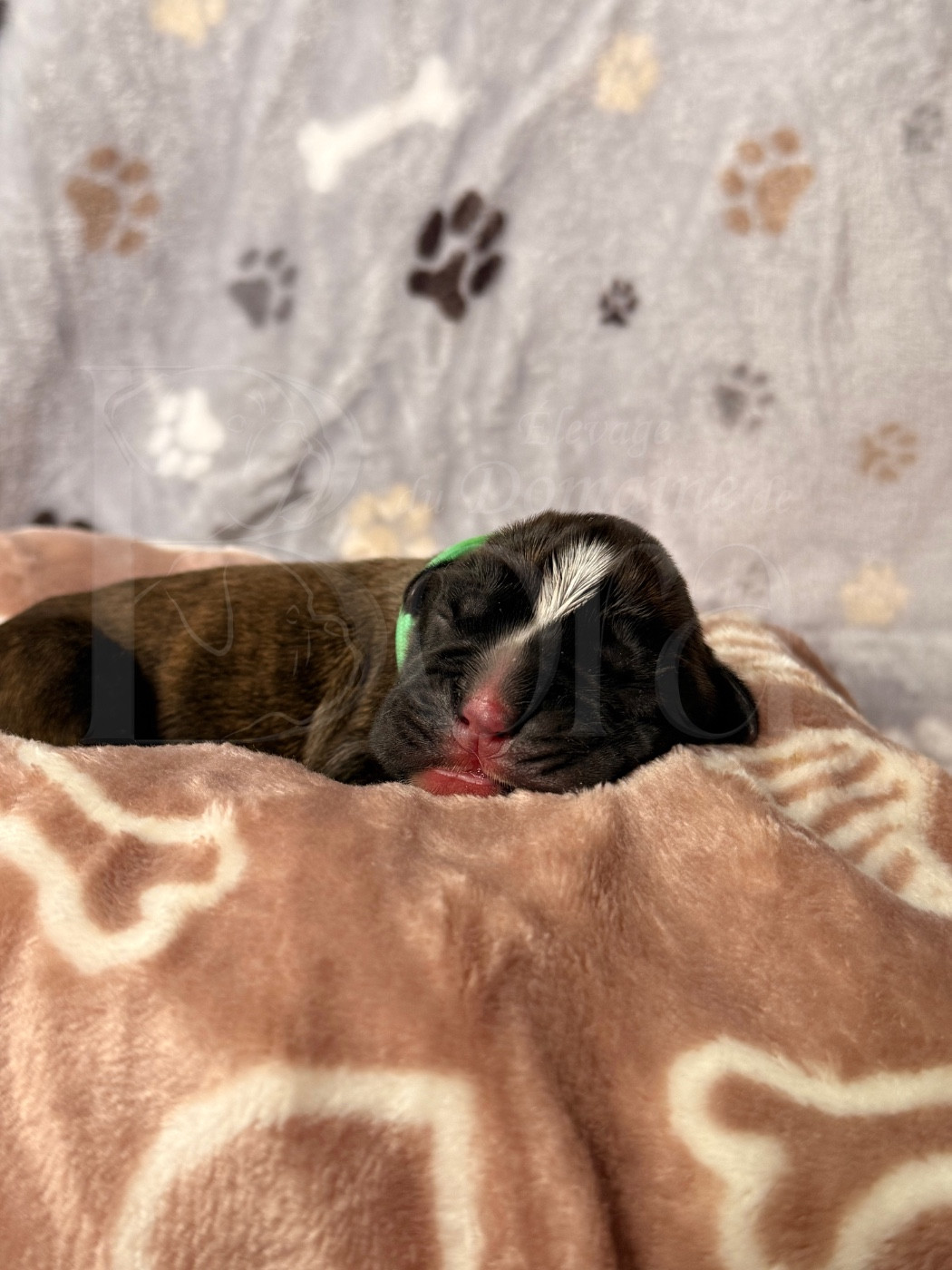 Du Domaine De Bora - Chiots disponibles - Boxer