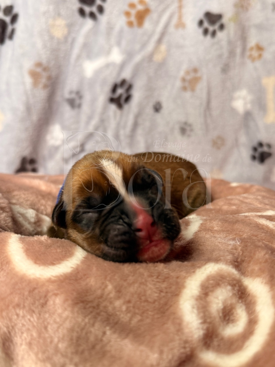 Du Domaine De Bora - Chiots disponibles - Boxer