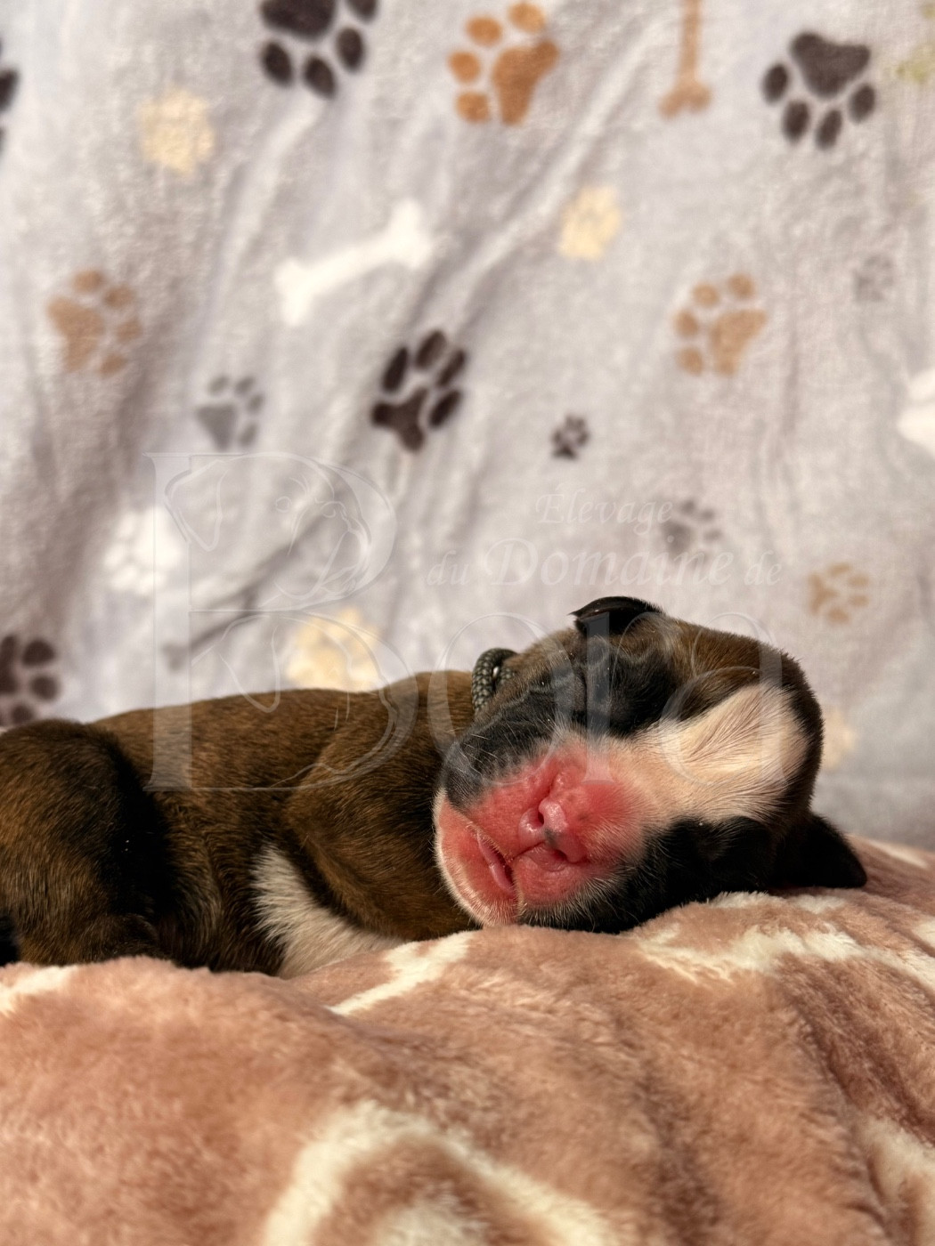 Du Domaine De Bora - Chiots disponibles - Boxer
