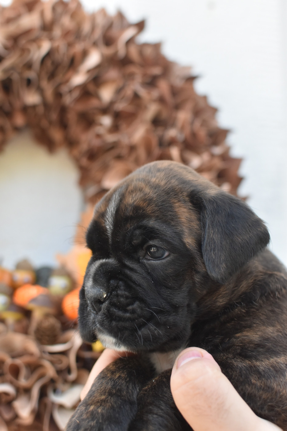 Du Domaine De Bora - Chiots disponibles - Boxer