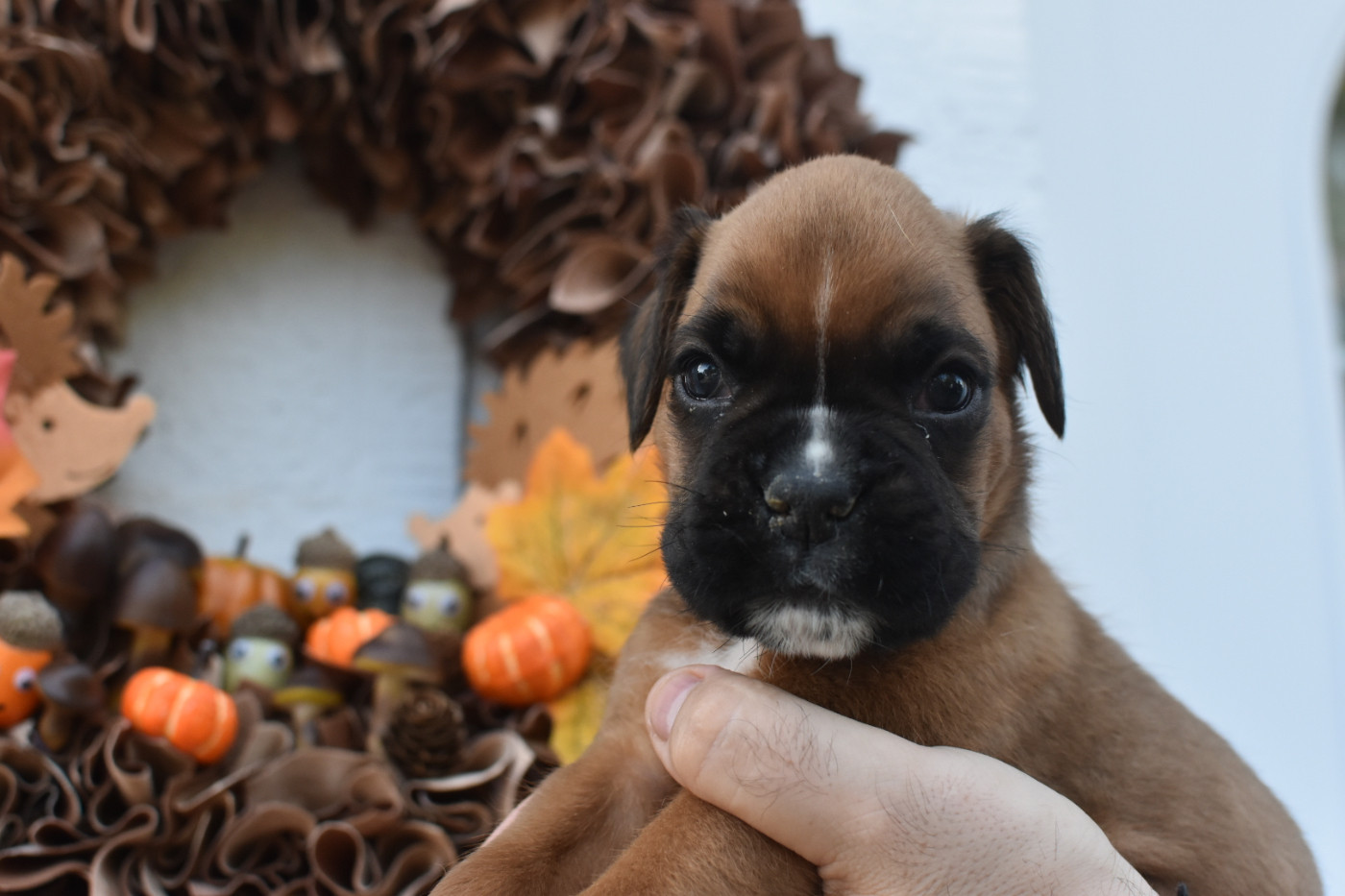 Du Domaine De Bora - Chiots disponibles - Boxer