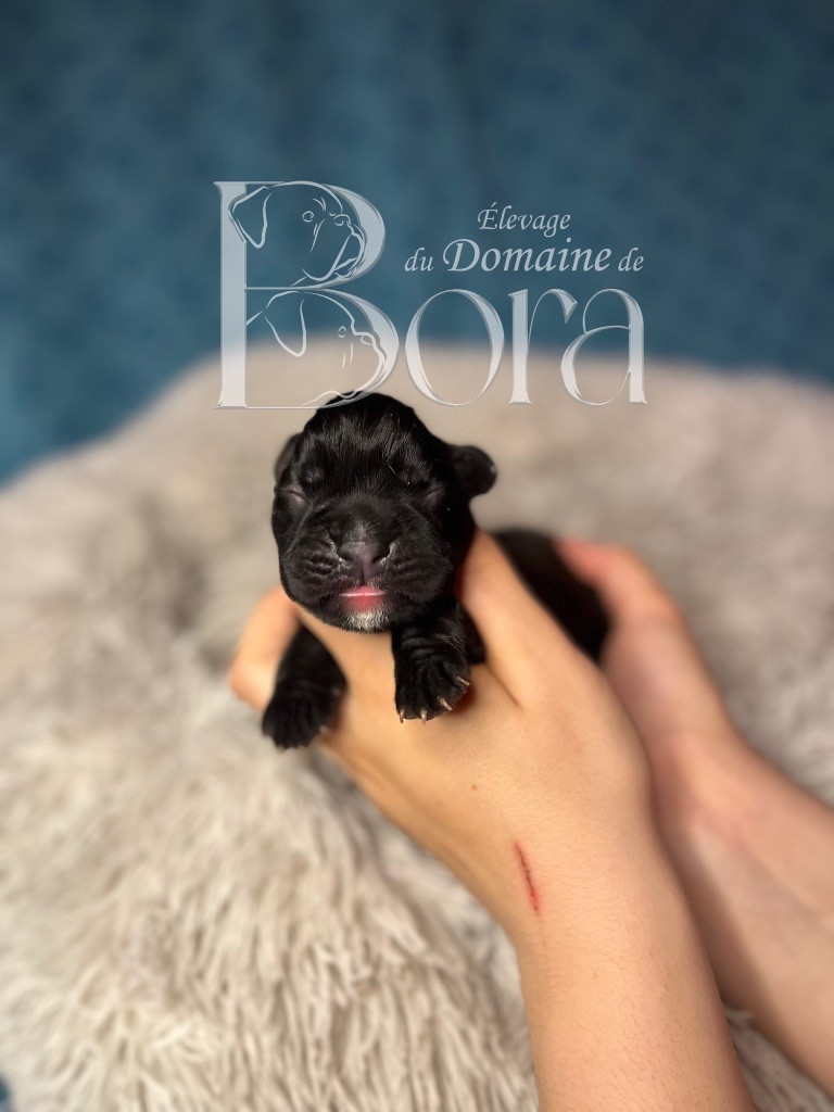Du Domaine De Bora - Chiots disponibles - Boxer