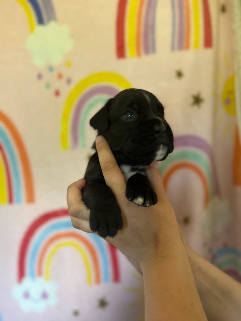 Du Domaine De Bora - Chiots disponibles - Boxer