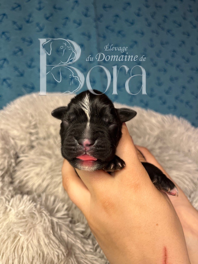 Du Domaine De Bora - Chiots disponibles - Boxer