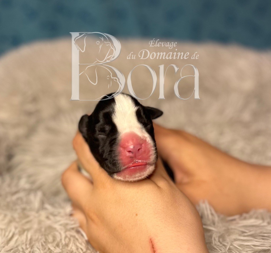 Du Domaine De Bora - Chiots disponibles - Boxer