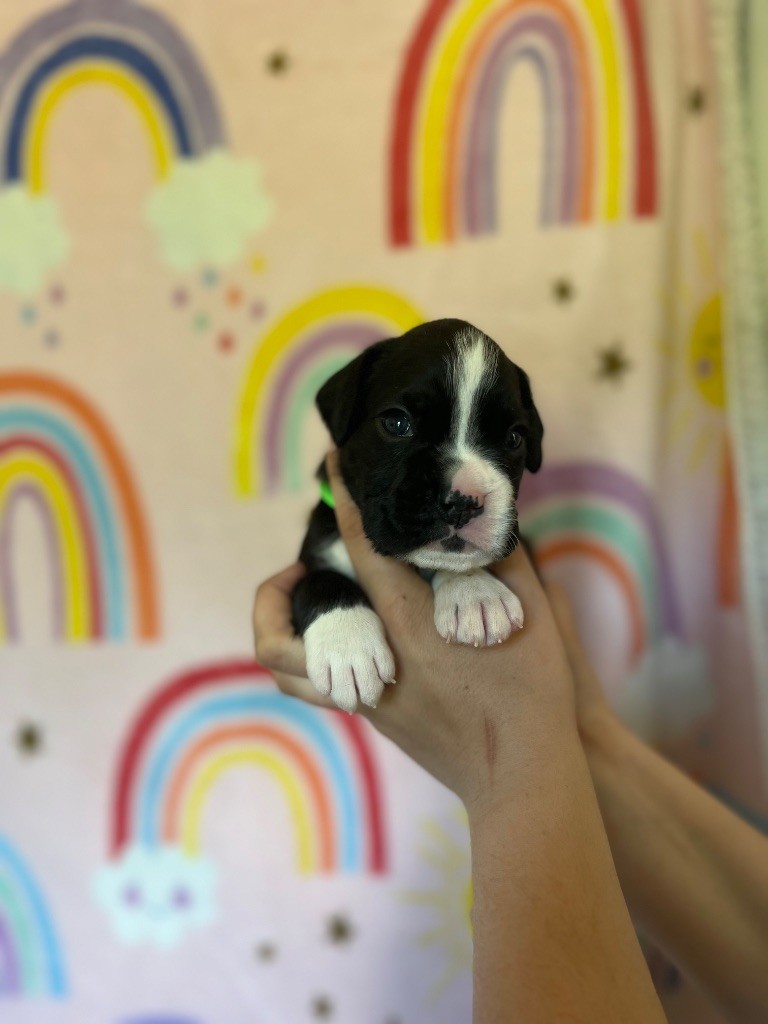 Du Domaine De Bora - Chiots disponibles - Boxer