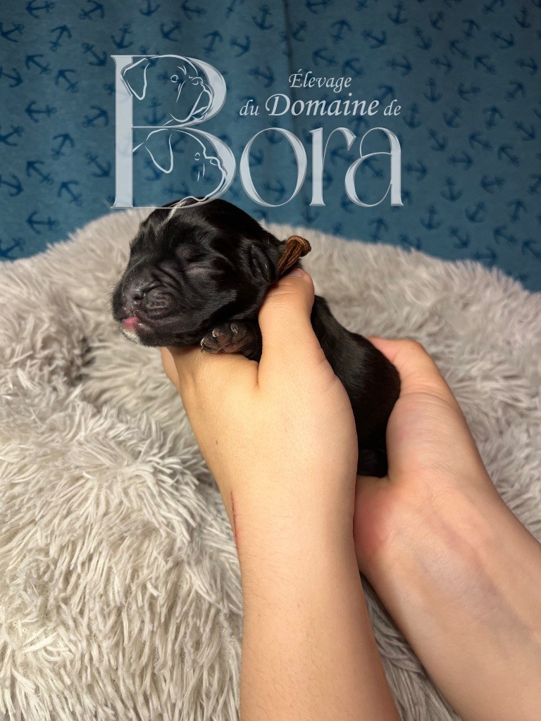 Du Domaine De Bora - Chiots disponibles - Boxer