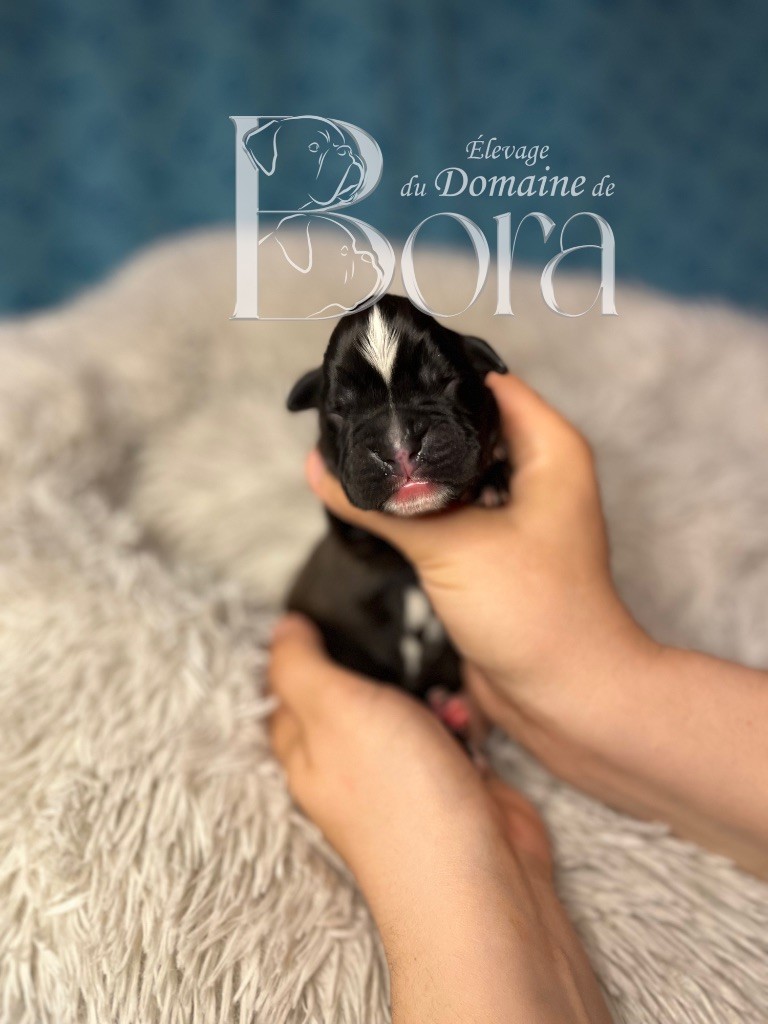 Du Domaine De Bora - Chiots disponibles - Boxer