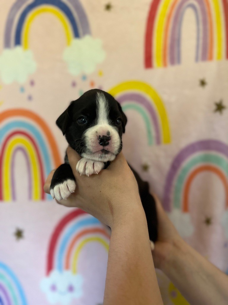 Du Domaine De Bora - Chiots disponibles - Boxer