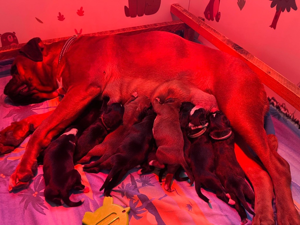 Chiot Boxer Du Domaine De Bora