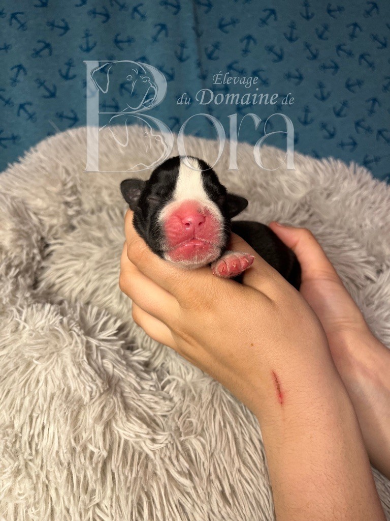 Du Domaine De Bora - Chiots disponibles - Boxer