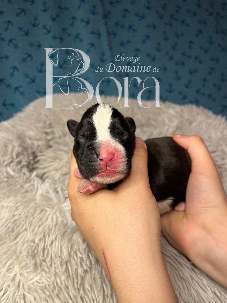 Du Domaine De Bora - Chiots disponibles - Boxer