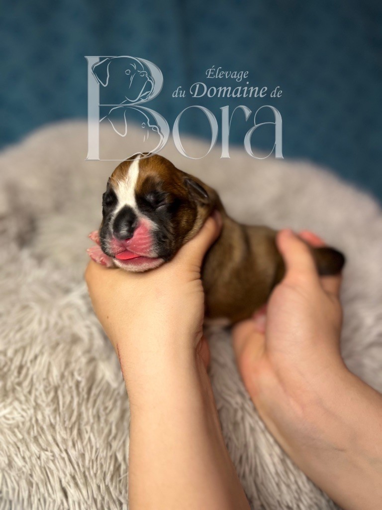 Du Domaine De Bora - Chiots disponibles - Boxer
